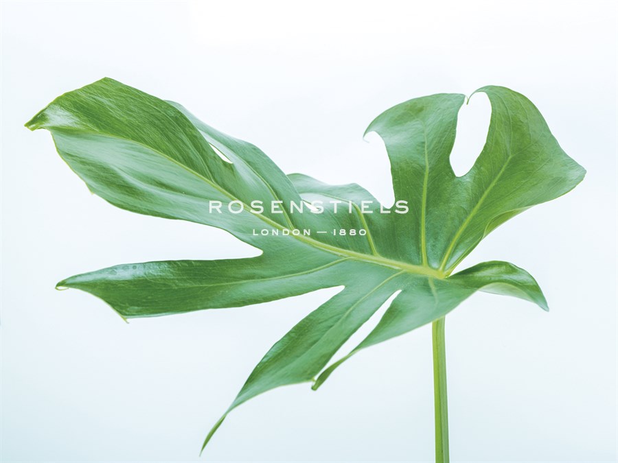Monstera Ceriman - Assaf Frank