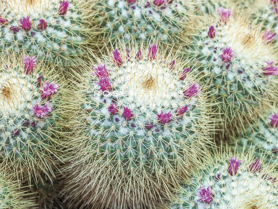 Arid Florals - Assaf Frank