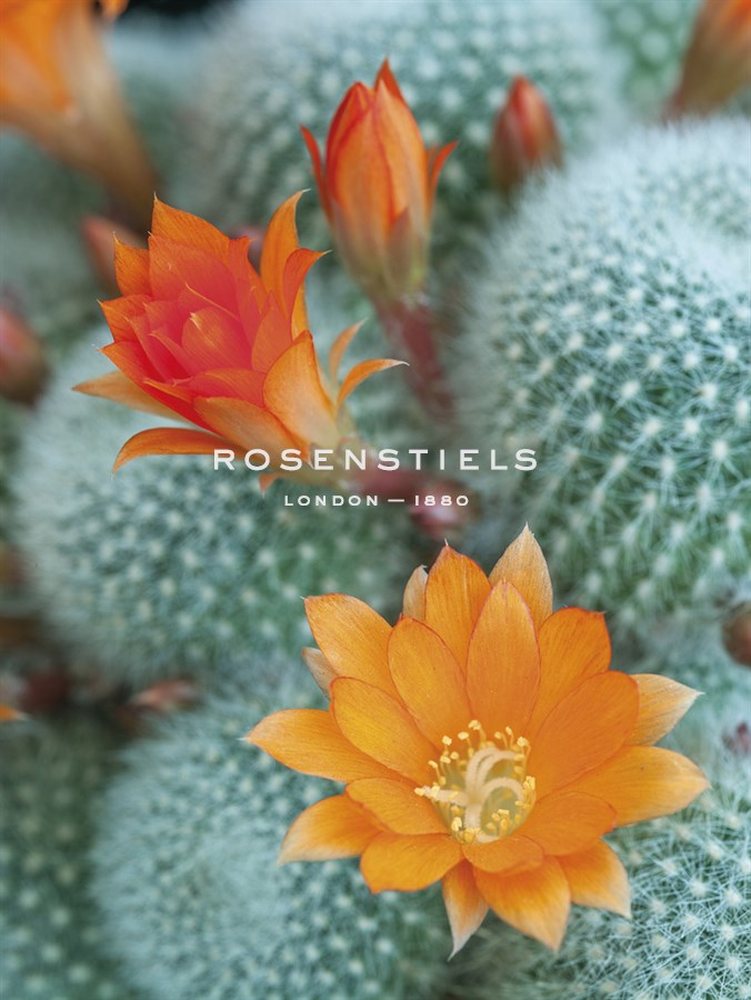 Desert Florals - Assaf Frank