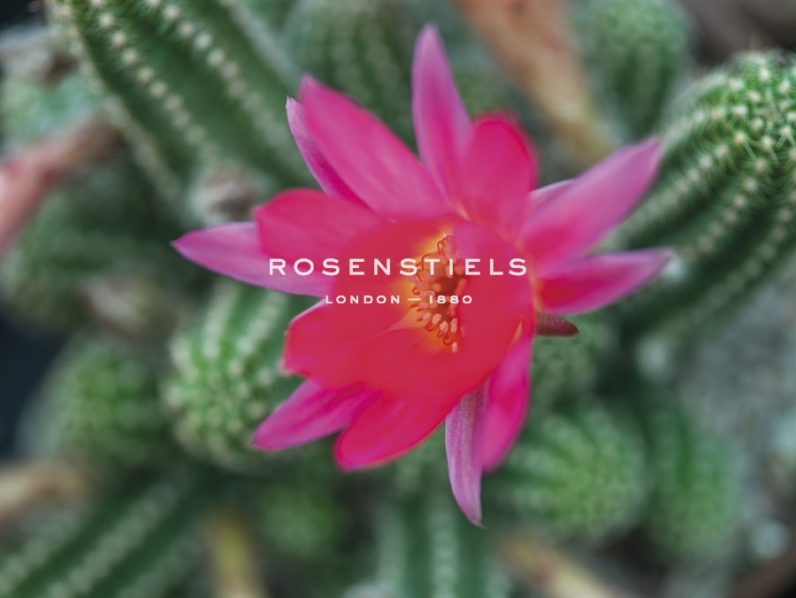 Desert Flower - Assaf Frank