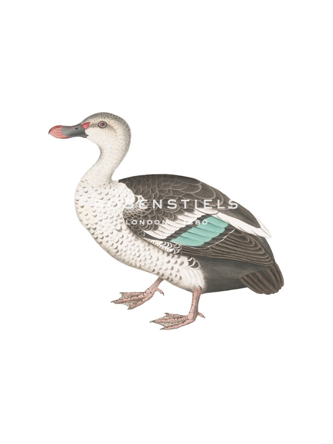 Spotted Billed Duck - Maria Mendez