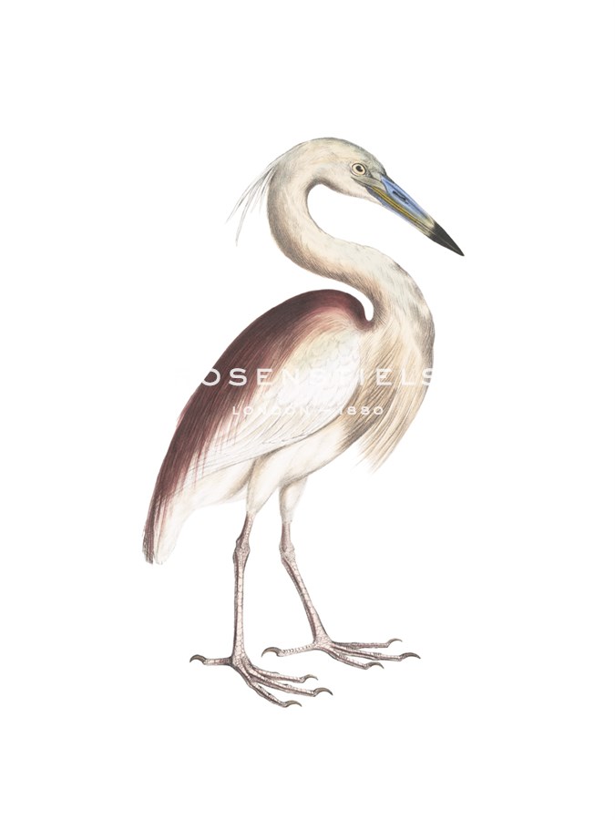 Marone Backed Heron - Maria Mendez