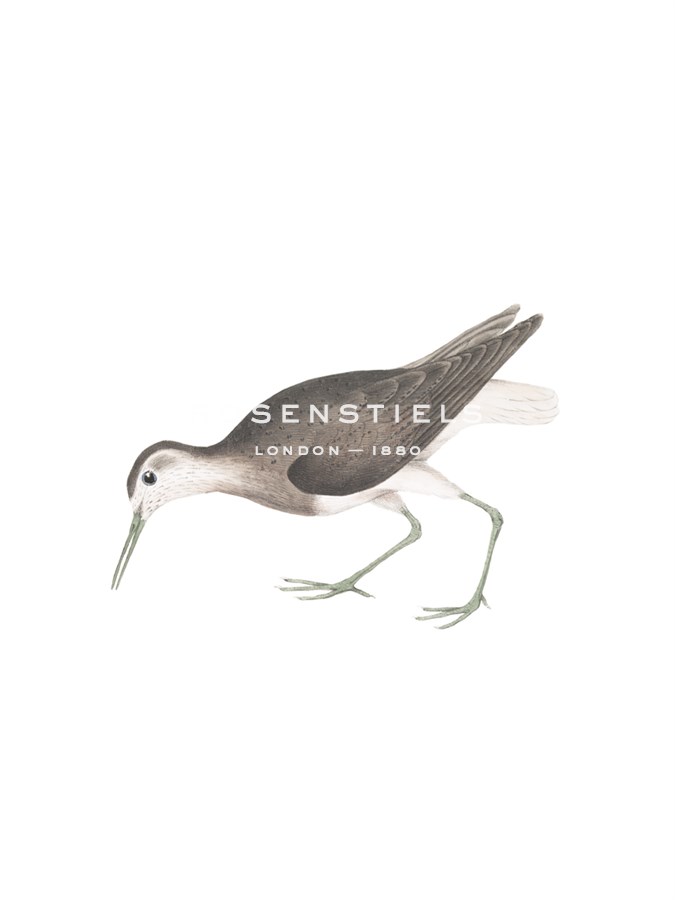 White Tailed Sandpiper - Maria Mendez