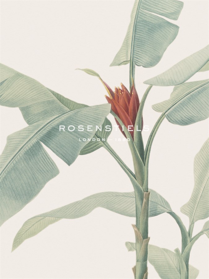 Musa Coccinea - Focus - Pierre Joseph Redoute