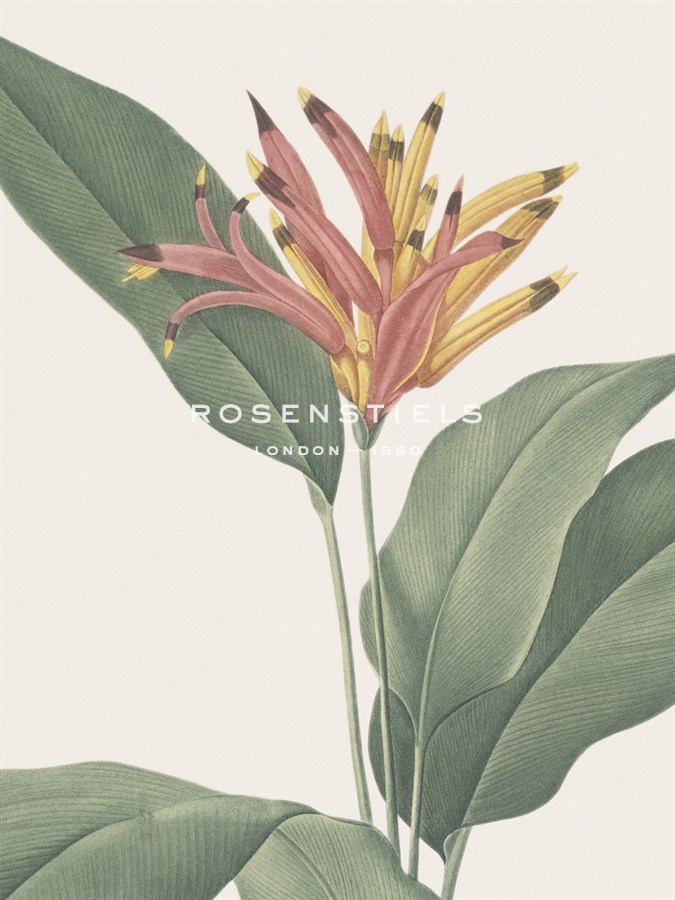 Heliconia Psitaccorum - Focus - Pierre Joseph Redoute