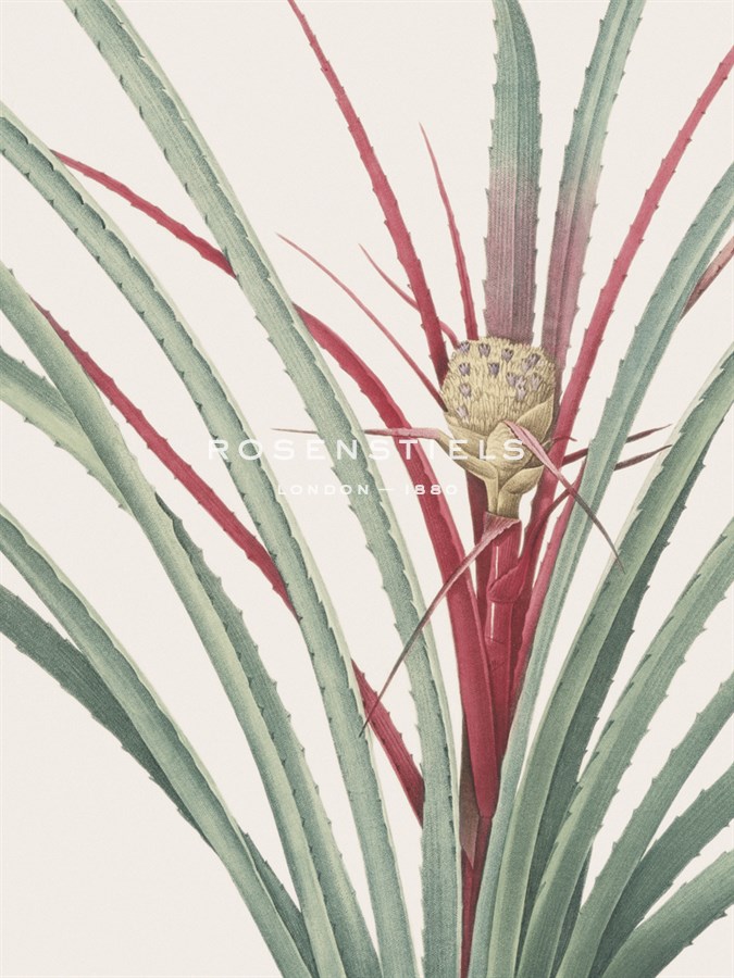 Bromelia Karatas - Focus - Pierre Joseph Redoute