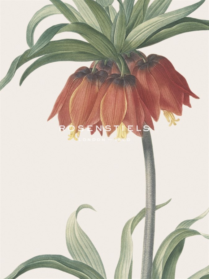Fritillaria Imperialis - Focus - Pierre Joseph Redoute