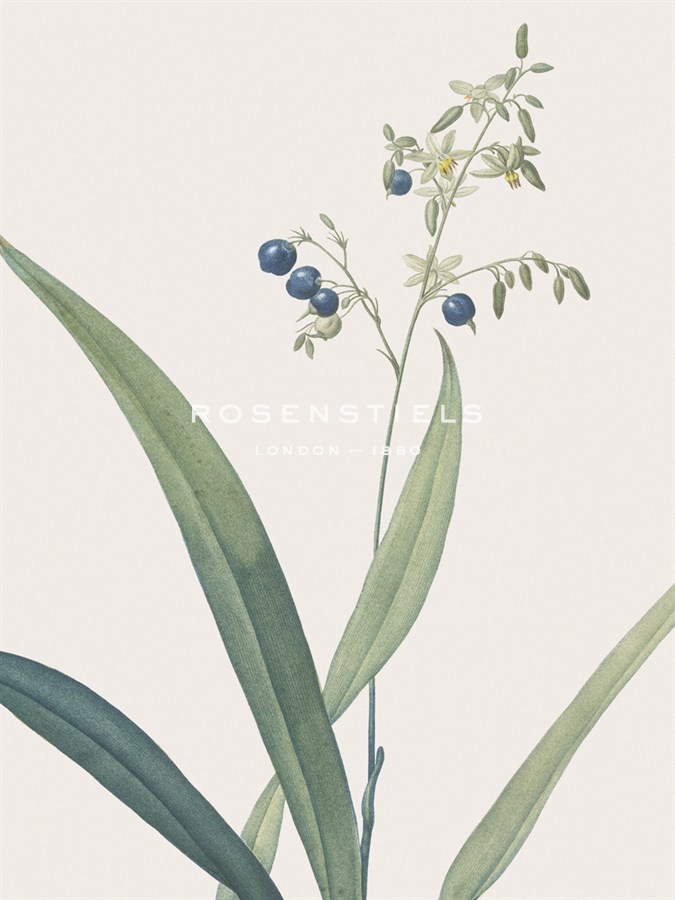 Dianella Ensifolia - Focus - Pierre Joseph Redoute