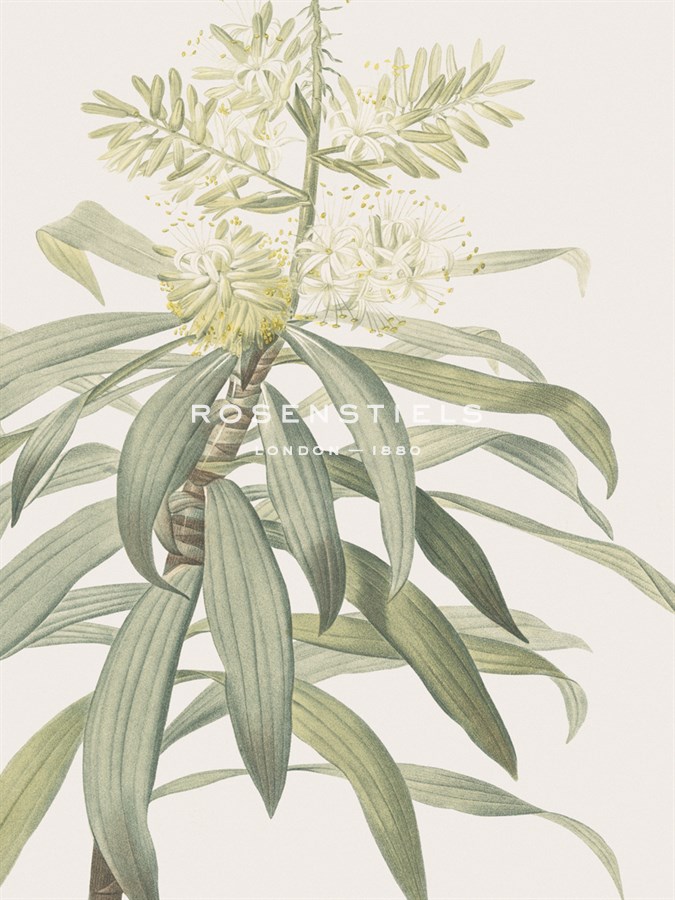 Dracaena Reflexa - Focus - Pierre Joseph Redoute