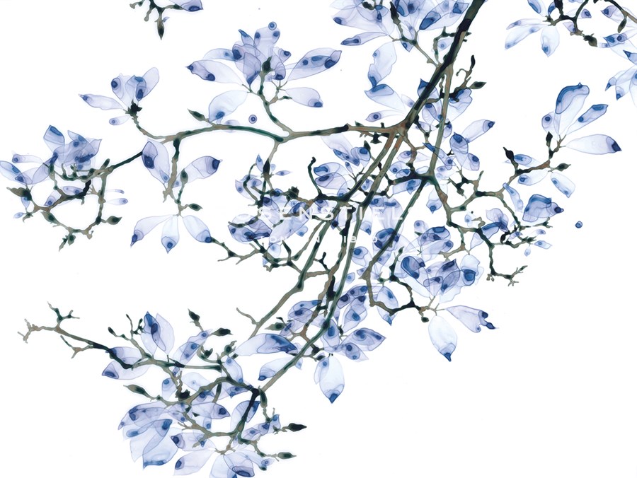 Pale Magnolia - Jackie Battenfield