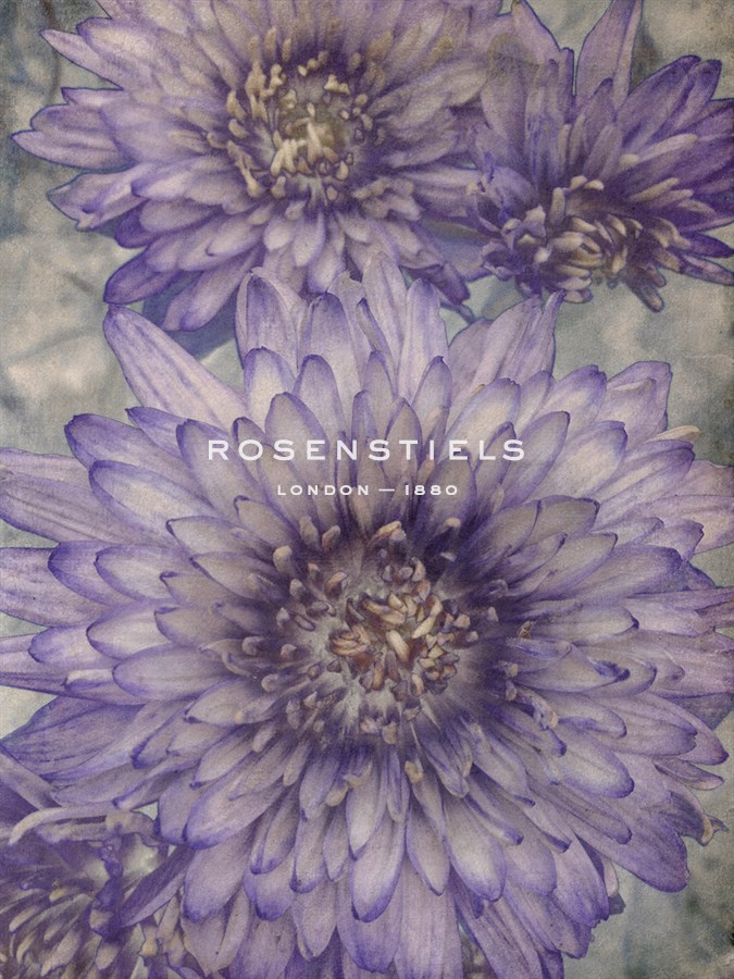 Ultraviolet - Collezione Botanica