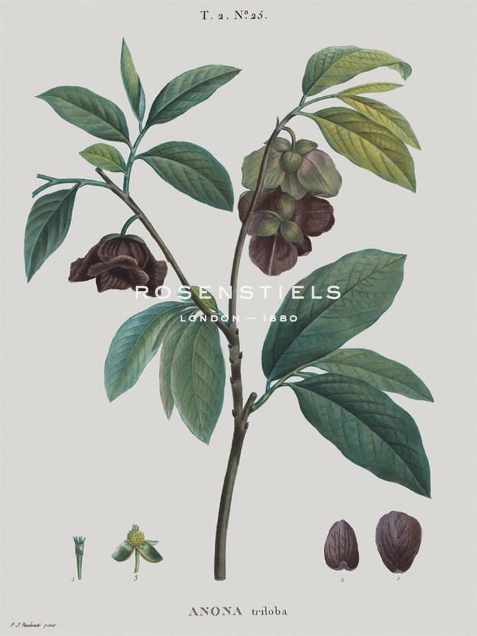 Anona - Pierre Joseph Redoute