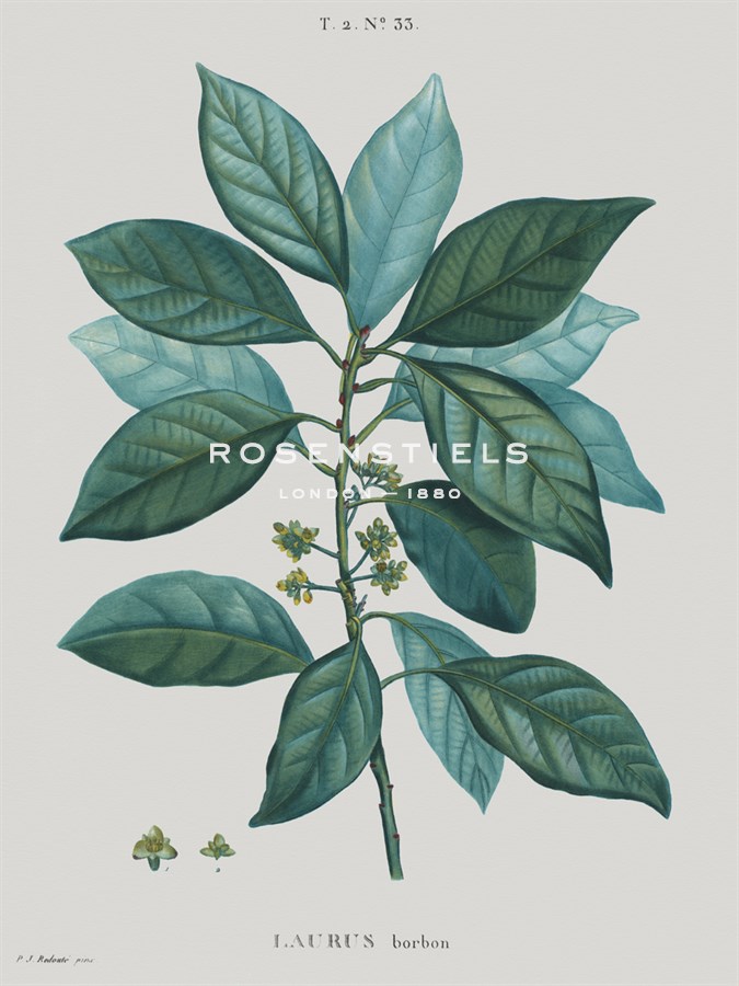 Laurus - Pierre Joseph Redoute