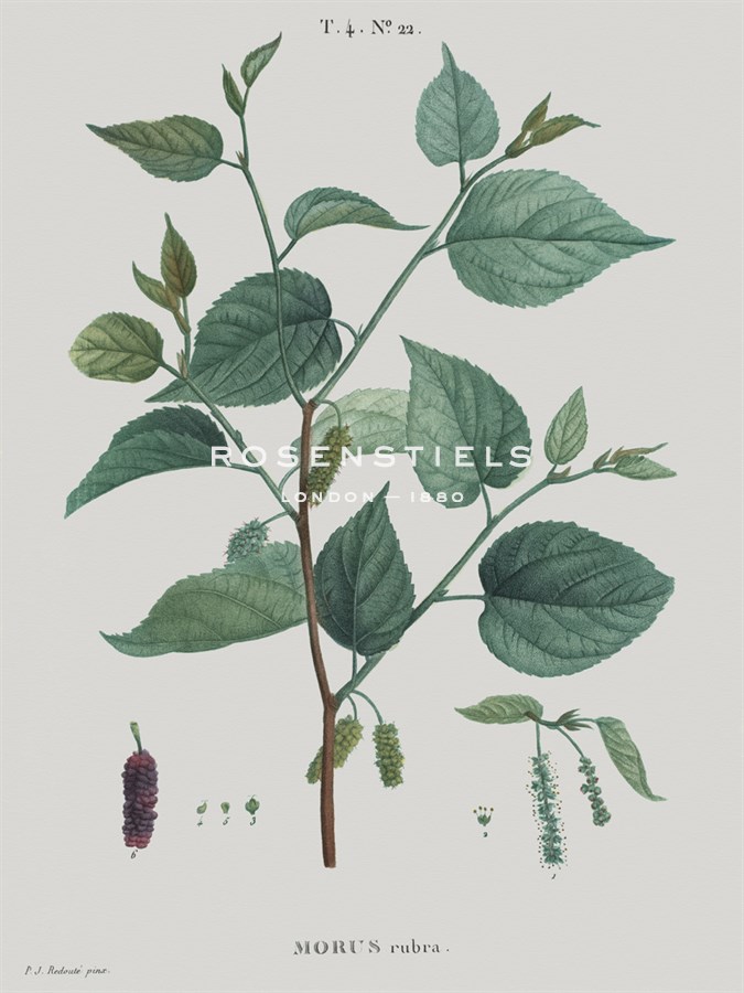 Morus - Pierre Joseph Redoute