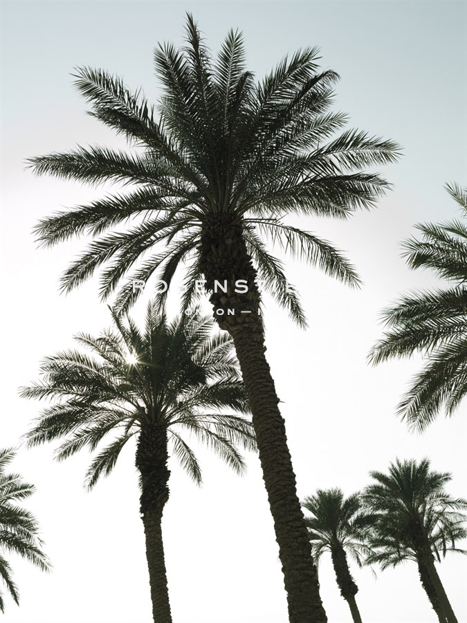 Endless Summer - Assaf Frank