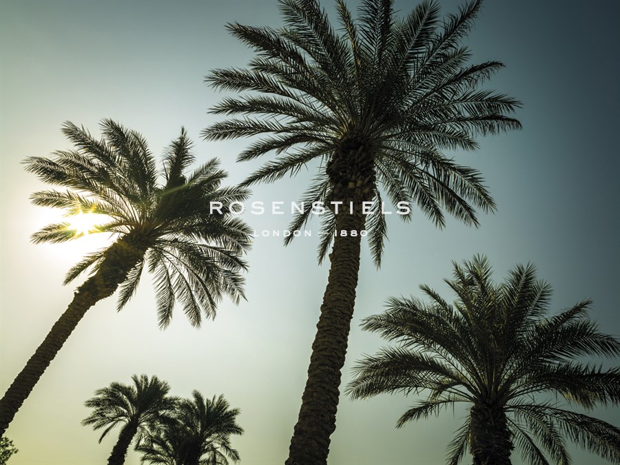Sunshine Palms - Assaf Frank