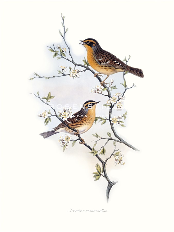 Mountain Accentor - John Gould