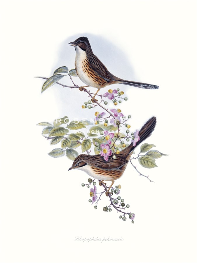 Rhopophilus Pekinensis - John Gould