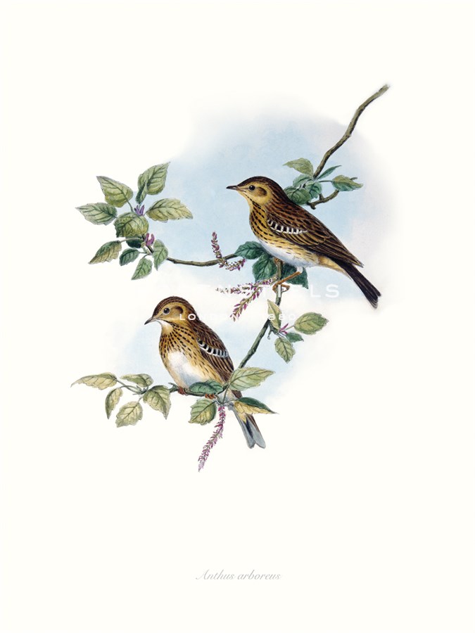 Wood pipit - John Gould