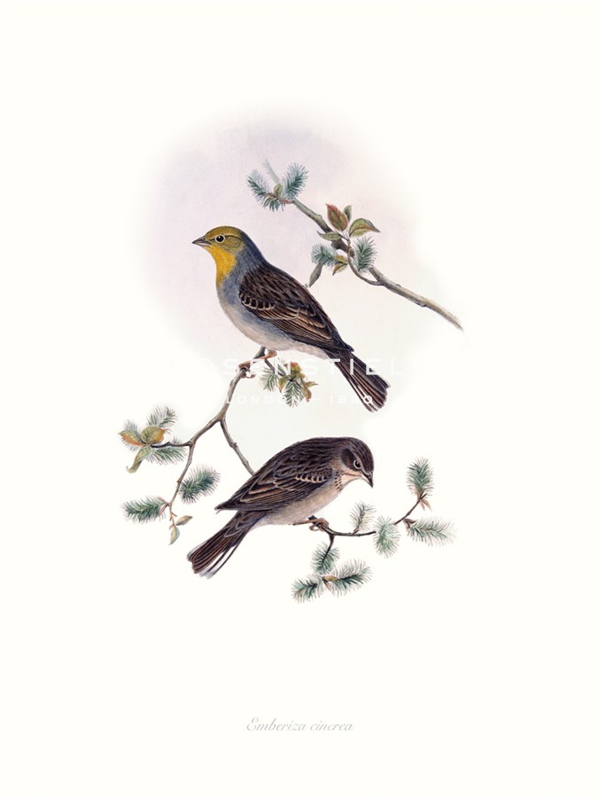 Emberiza Cinerea - John Gould