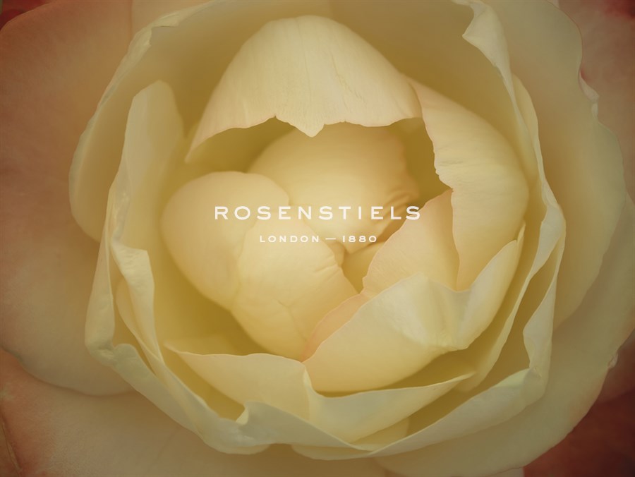 Rose Focus - Assaf Frank