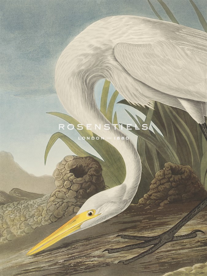 White Heron - Focus - James Audubon