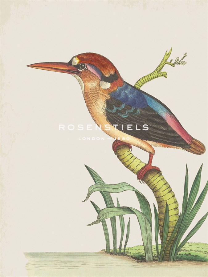Red Headed Kingfisher - The Drammis Collection