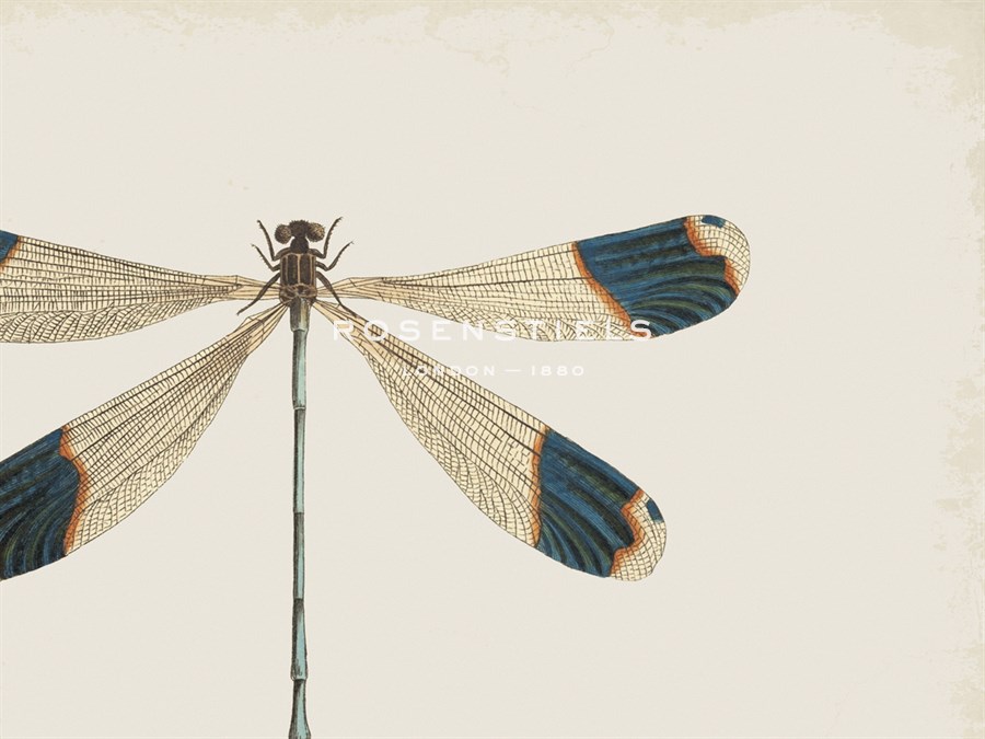Blue Tipped Dragonfly - The Drammis Collection