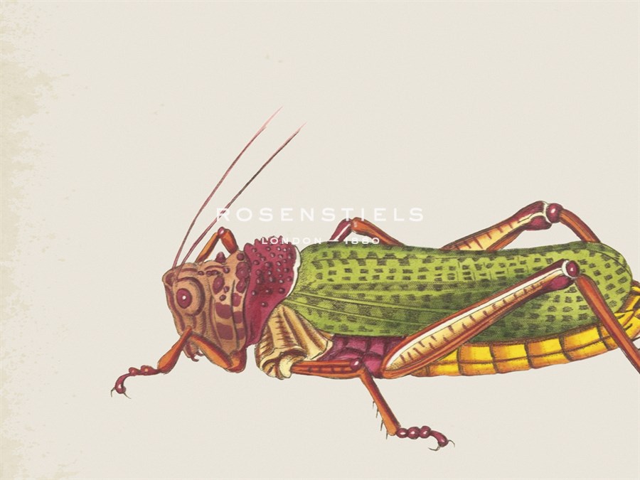 Orthoptera - The Drammis Collection