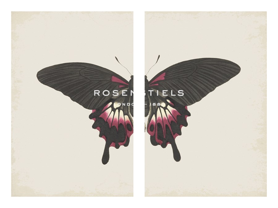 Papilio Deiphobus - The Drammis Collection