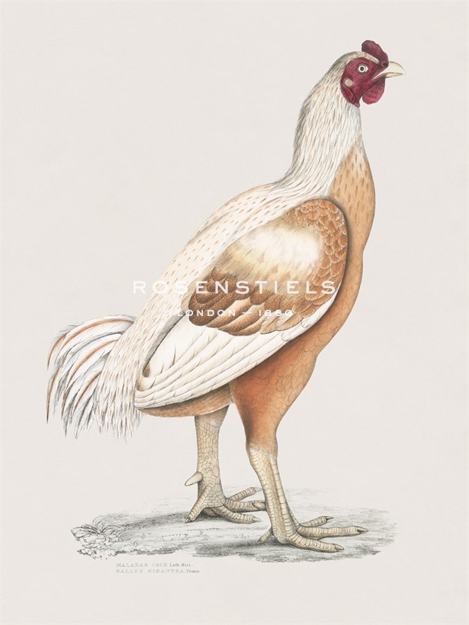 Malabar Cock - The Drammis Collection