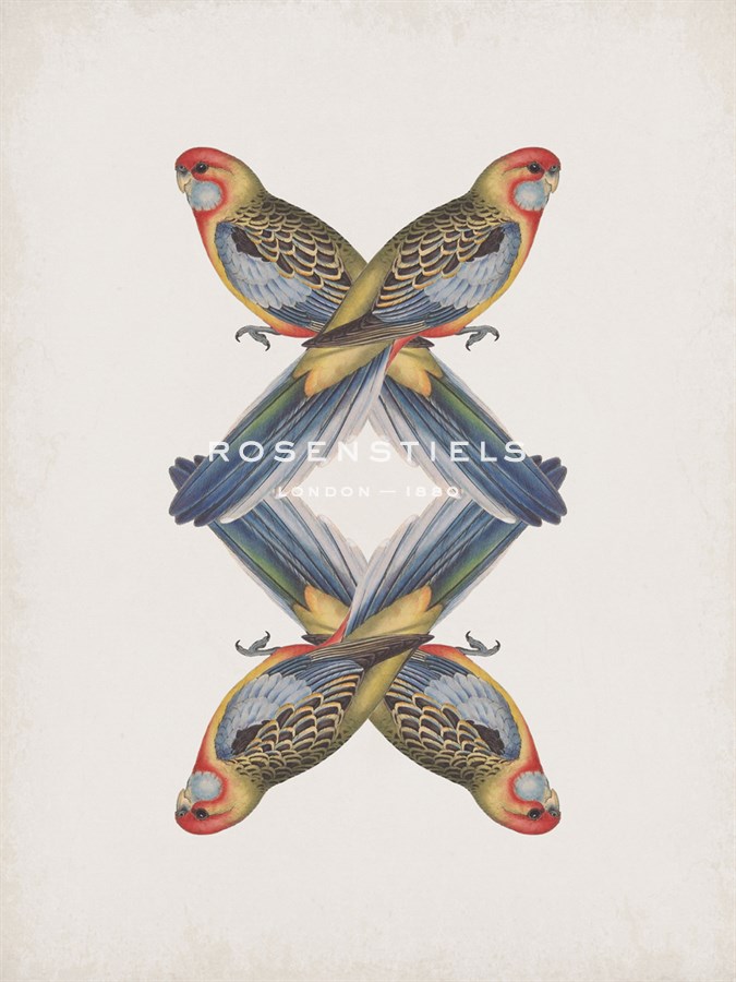Platycercus Adelaidae - Reflection - The Drammis Collection