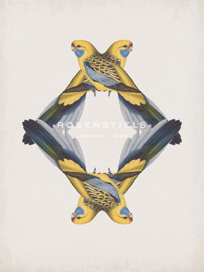 Platycercus Flaveolus - Reflection - The Drammis Collection
