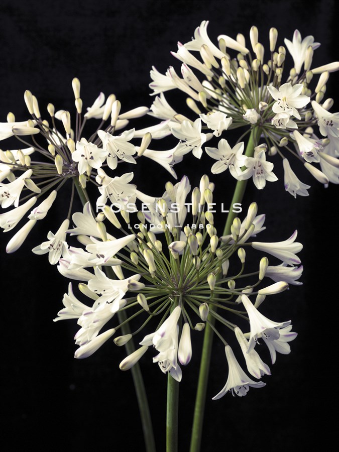 Lily Focus - Assaf Frank
