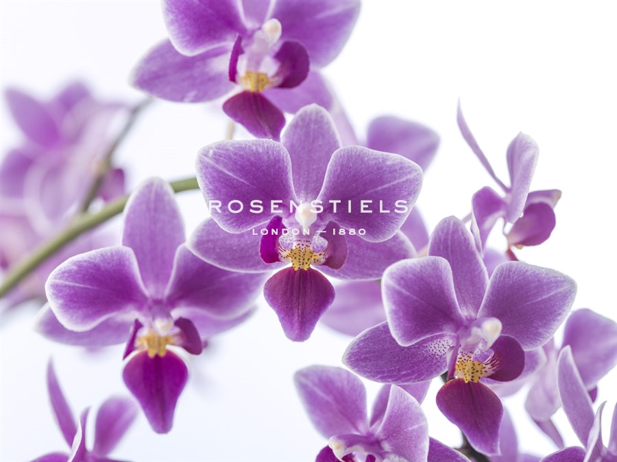 Ornate Orchids - Assaf Frank