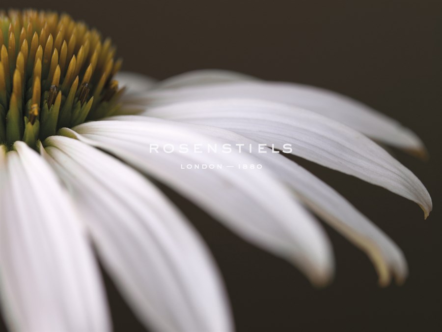 Coneflower Focus - Assaf Frank