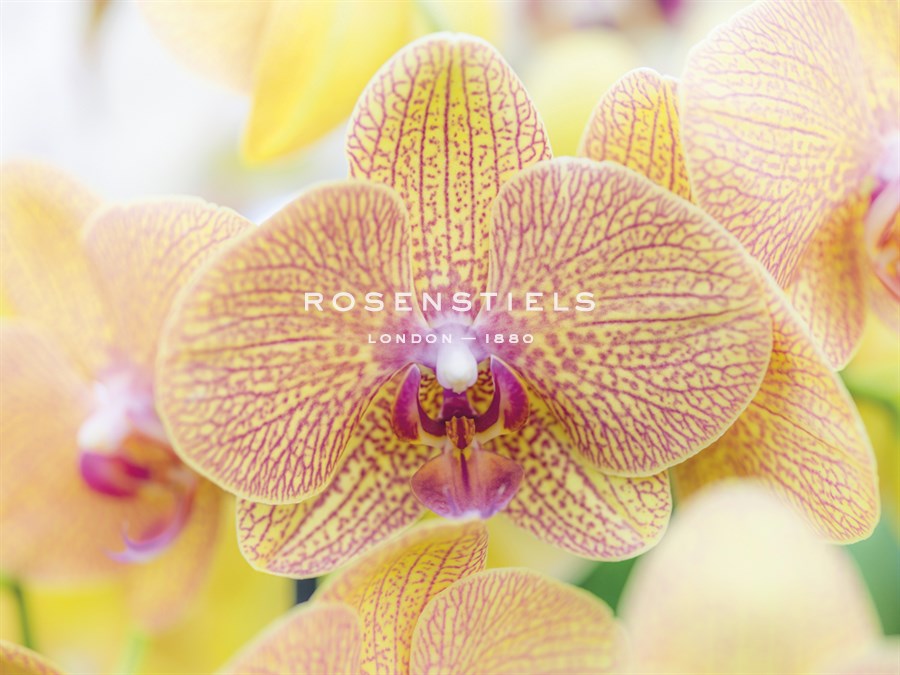 Radiant Flowers - Assaf Frank
