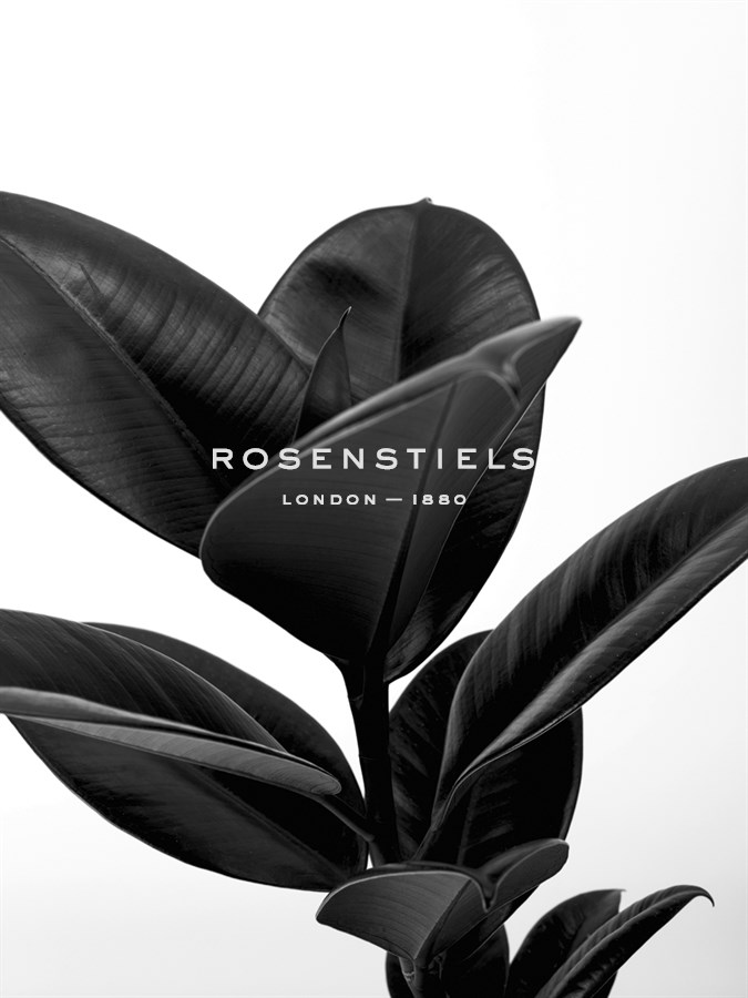 House Plant - Suri Noir - Assaf Frank