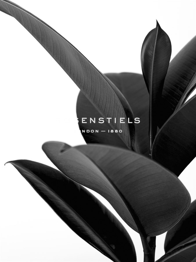 House Plant - Zey Noir - Assaf Frank