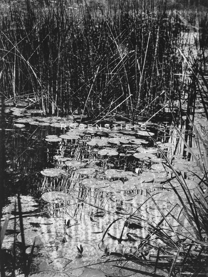 Nenuphars - Eugene Atget