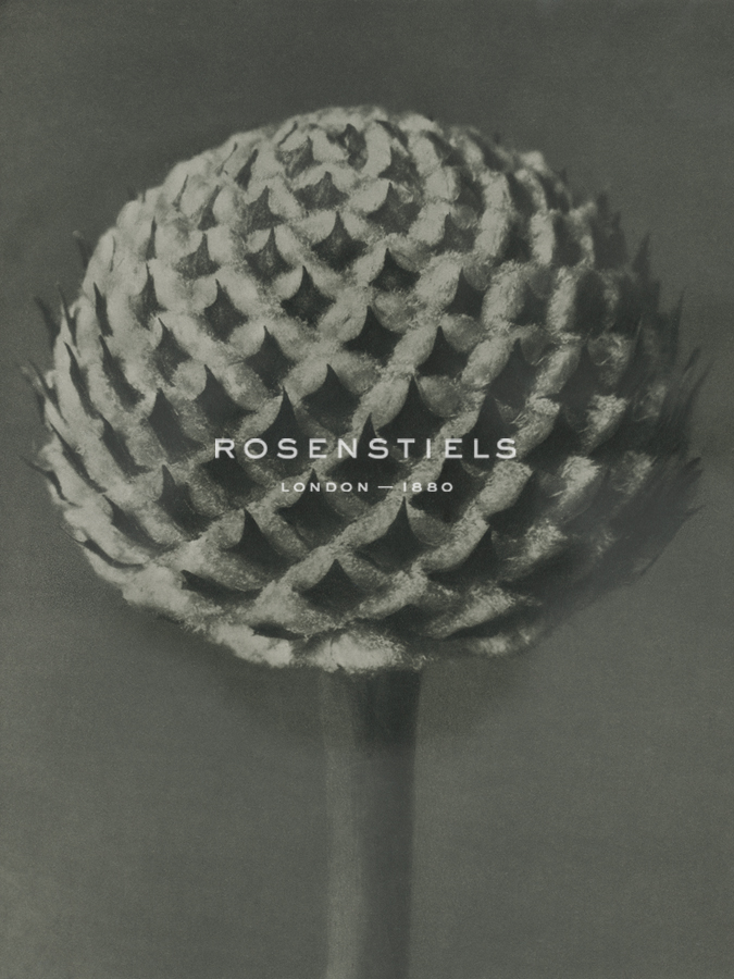Cephalaria - Karl Blossfeldt