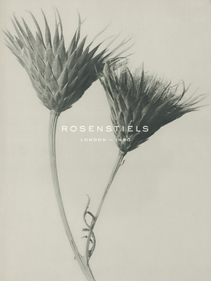 Serratula nudicaulis - Karl Blossfeldt