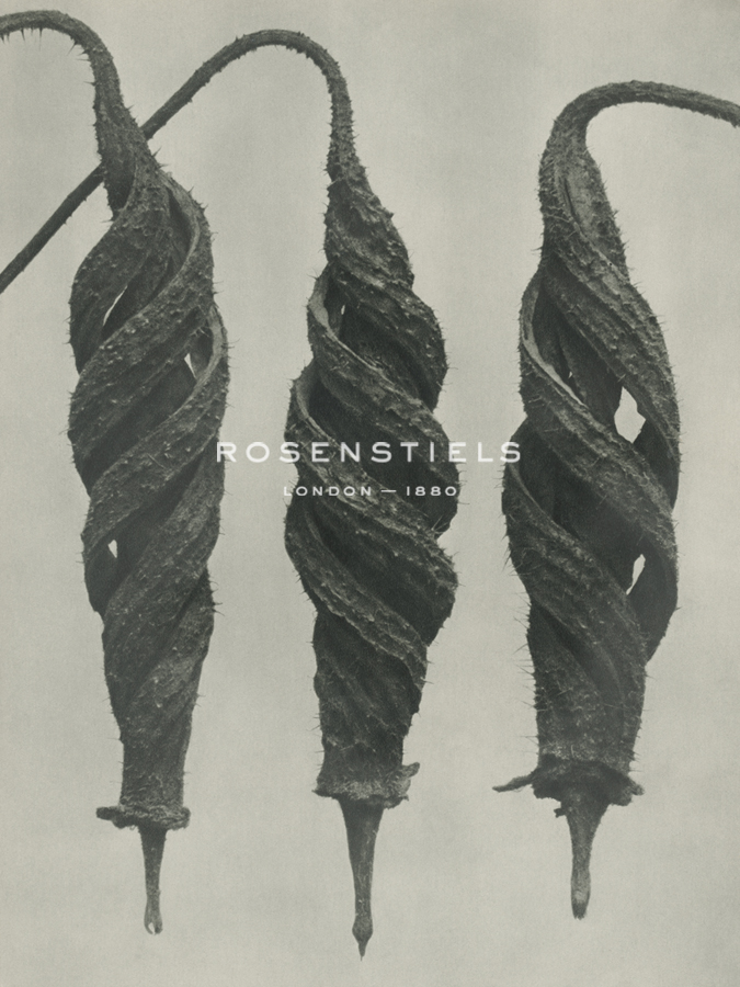 Cajophora lateritia - Karl Blossfeldt