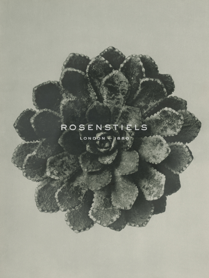 Saxifraga aizoon - Karl Blossfeldt