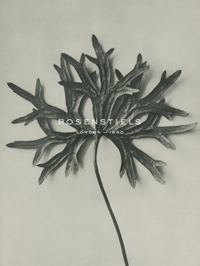 Aconitum anthora - Karl Blossfeldt