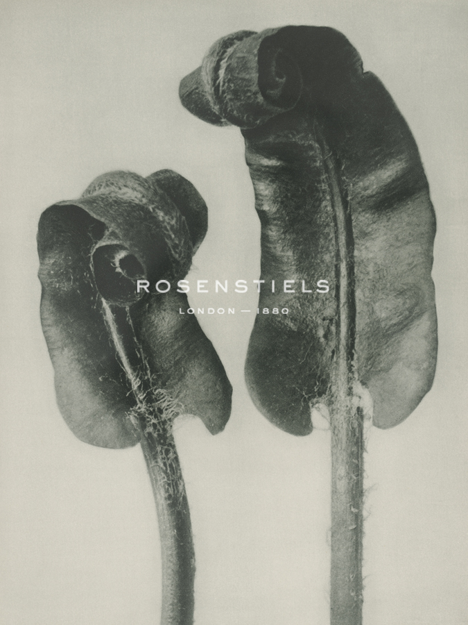 Scolopendrium vulgare - Karl Blossfeldt
