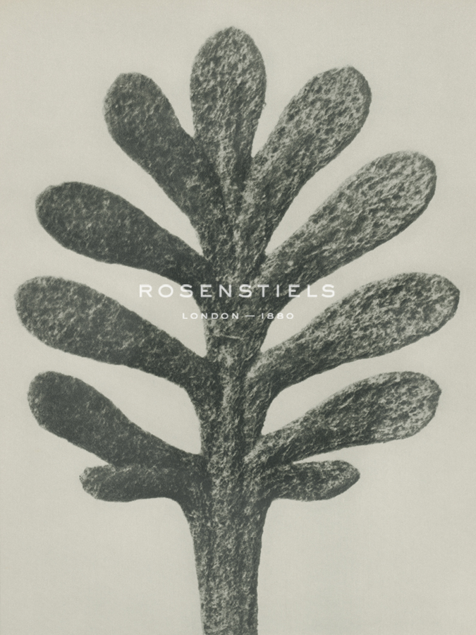 Achillea umbellata - Karl Blossfeldt