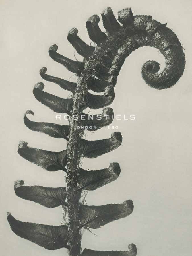Polystichum munitum - Karl Blossfeldt