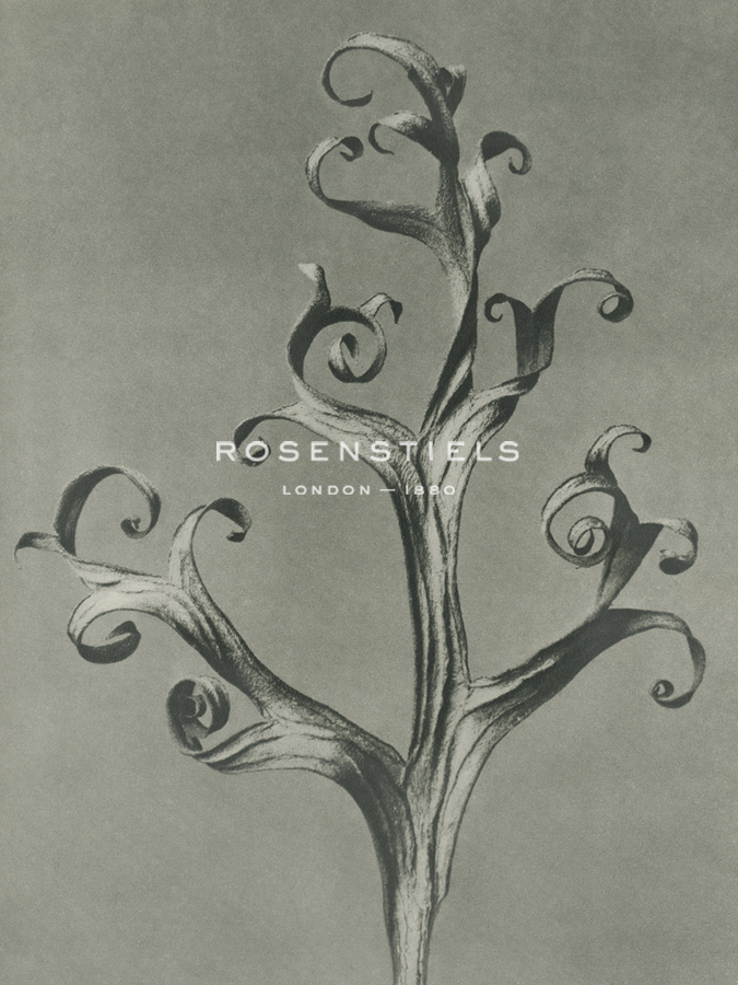 Delphinium - Karl Blossfeldt