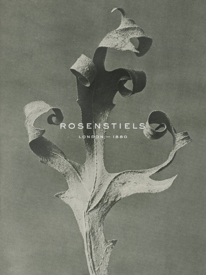 Silphium - Karl Blossfeldt